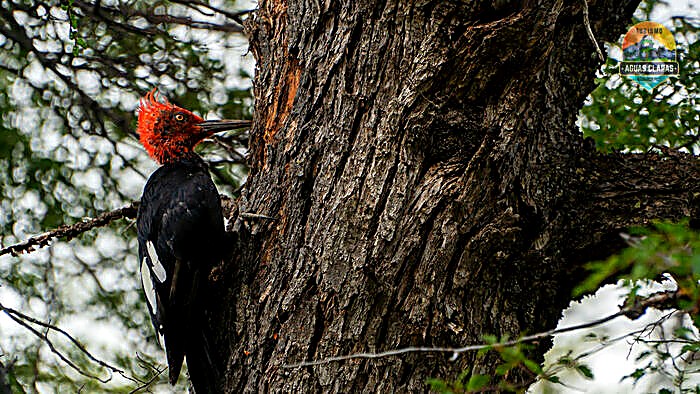 Carpintero negro sobre un tronco en el Parque Nacional Conguillío